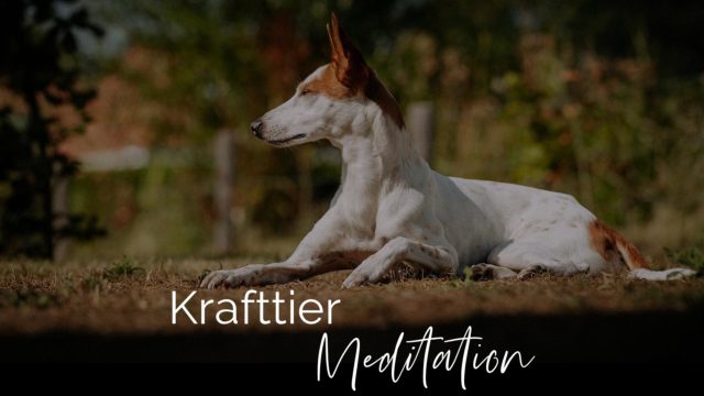 Krafttier Meditation Bild mit dem Hund Conchi Raab - Podenco
